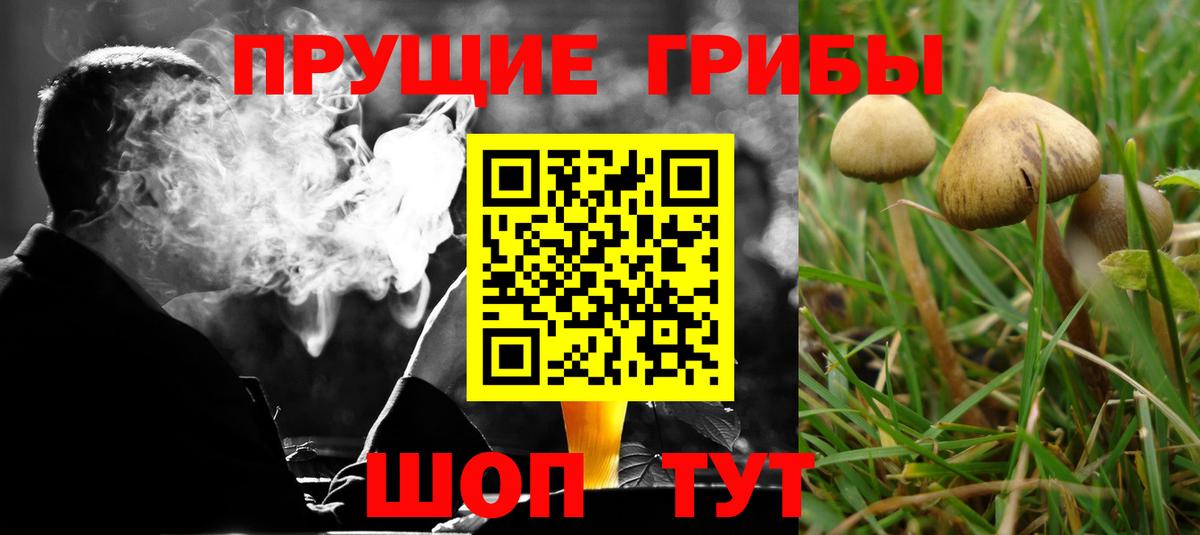 Псилоцибиновые грибы Psilocybine cubensis Семёнов